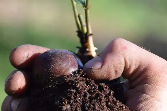 Mains tenant un plant en motte de terre prêt à être mis en place